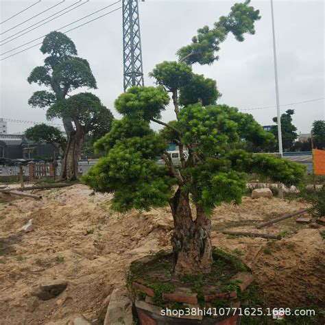 杜松風水|【杜松風水】風水聖樹杜松盆景！最速塑形絕技，讓您家財運亨通。